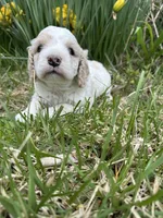Tiny, a female Cockapoo for sale in Liberty, KY – Photo 6 of 7