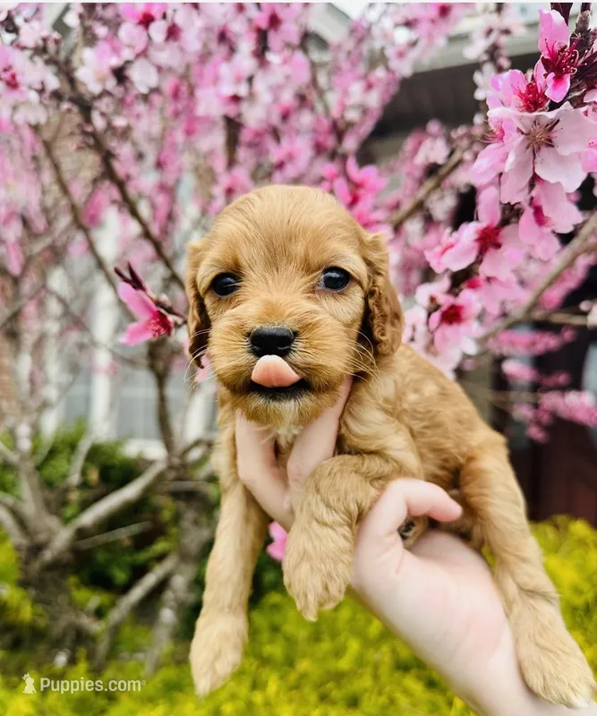 Tiny, a female Cockapoo for sale in Liberty, KY – Photo 1 of 7