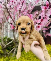 Tiny, a female Cockapoo for sale in Liberty, KY – Photo 1 of 7