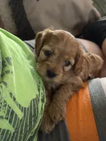 Tiny, a female Cockapoo for sale in Liberty, KY – Photo 4 of 7