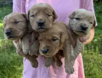 Golden boy, a male Golden Retriever for sale in Liberty, KY – 3 of 7