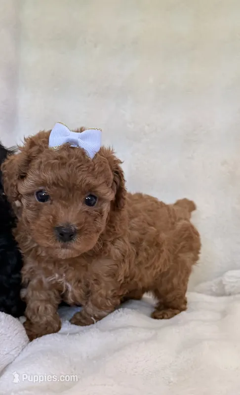 June – Poodle - Toy  puppy for sale in Lakeland, FL