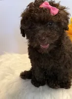 Autumn, a female Poodle - Toy  for sale in Lakeland, FL – 5 of 7