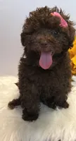 Autumn, a female Poodle - Toy  for sale in Lakeland, FL – 2 of 7