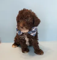 Chip, a male Poodle - Toy  for sale in Lakeland, FL – 1 of 3