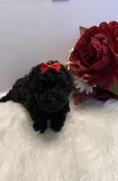 Bella teacup AKC, a female Poodle - Toy  for sale in Lakeland, FL – 2 of 3