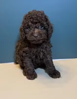 Beau, a male Poodle - Toy  for sale in Lakeland, FL – Photo 3 of 7