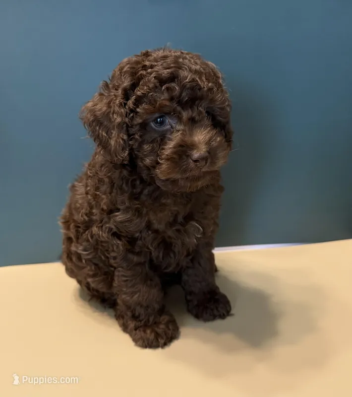 Beau – Poodle - Toy  puppy for sale in Lakeland, FL