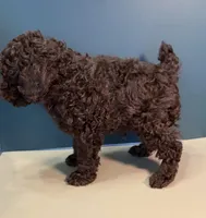 Beau, a male Poodle - Toy  for sale in Lakeland, FL – Photo 4 of 7