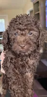 Beau, a male Poodle - Toy  for sale in Lakeland, FL – Photo 7 of 7