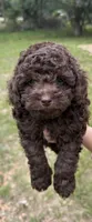 Beau, a male Poodle - Toy  for sale in Lakeland, FL – Photo 5 of 7