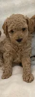 Biscuit, a male Poodle - Toy  for sale in Lakeland, FL – 5 of 5