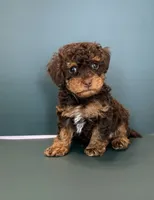 Max, a male Poodle - Toy  for sale in Lakeland, FL – 3 of 5
