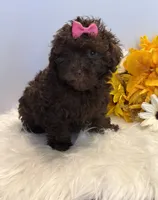 Autumn, a female Poodle - Toy  for sale in Lakeland, FL – 6 of 7