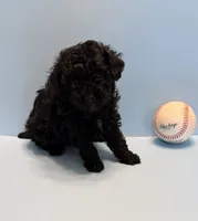 Buddy teacup AKC, a male Poodle - Toy  for sale in Lakeland, FL – 3 of 3