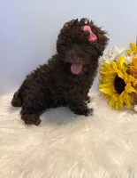 Autumn, a female Poodle - Toy  for sale in Lakeland, FL – 3 of 7