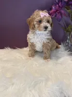 Oakley, a female Poodle - Toy  for sale in Lakeland, FL – 4 of 6