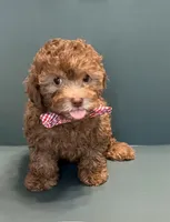Moose, a male Poodle - Toy  for sale in Lakeland, FL – 4 of 5