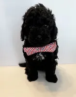 Bear, a male Poodle - Toy  for sale in Lakeland, FL – 3 of 3