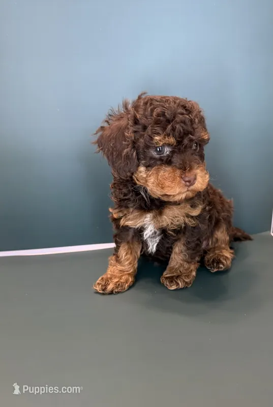 Max – Poodle - Toy  puppy for sale in Lakeland, FL