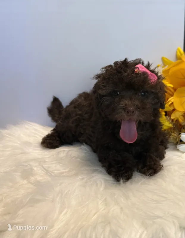 Autumn – Poodle - Toy  puppy for sale in Lakeland, FL