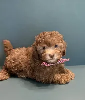 Moose, a male Poodle - Toy  for sale in Lakeland, FL – 2 of 5