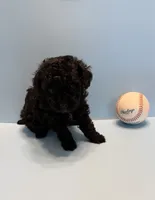 Buddy teacup AKC, a male Poodle - Toy  for sale in Lakeland, FL – 2 of 3