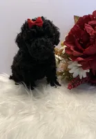 Bella teacup AKC, a female Poodle - Toy  for sale in Lakeland, FL – 3 of 3