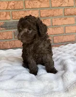 Cafe Au Lait Winston, a male Poodle - Toy  for sale in Lakeland, FL – Photo 8 of 9