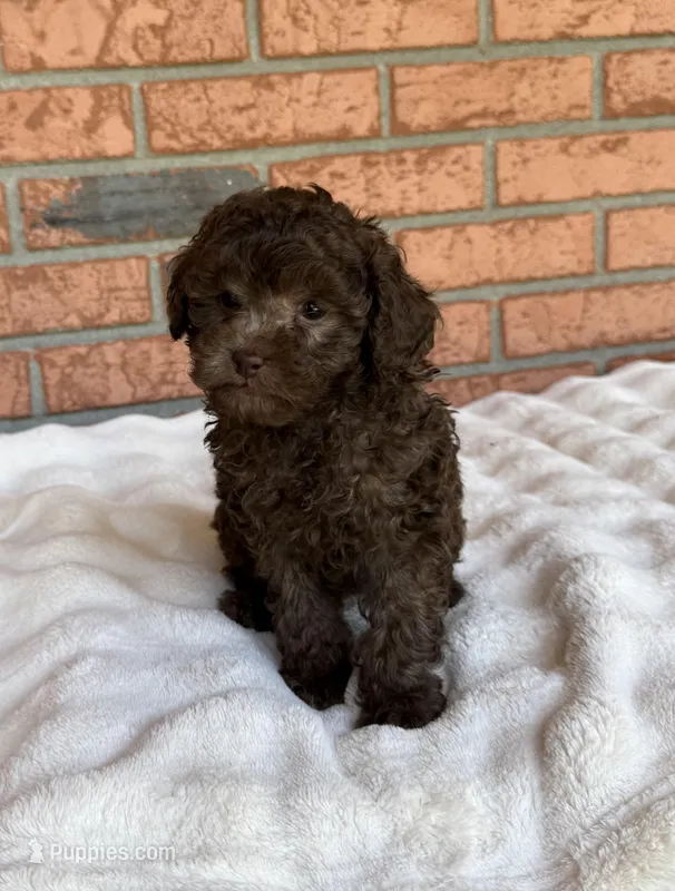 Cafe Au Lait Winston – Poodle - Toy  puppy for sale in Lakeland, FL