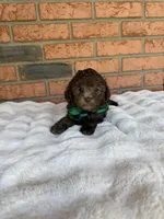 Cafe Au Lait Winston, a male Poodle - Toy  for sale in Lakeland, FL – Photo 4 of 9