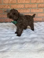 Cafe Au Lait Winston, a male Poodle - Toy  for sale in Lakeland, FL – Photo 5 of 9