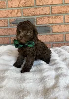 Cafe Au Lait Winston, a male Poodle - Toy  for sale in Lakeland, FL – Photo 1 of 9