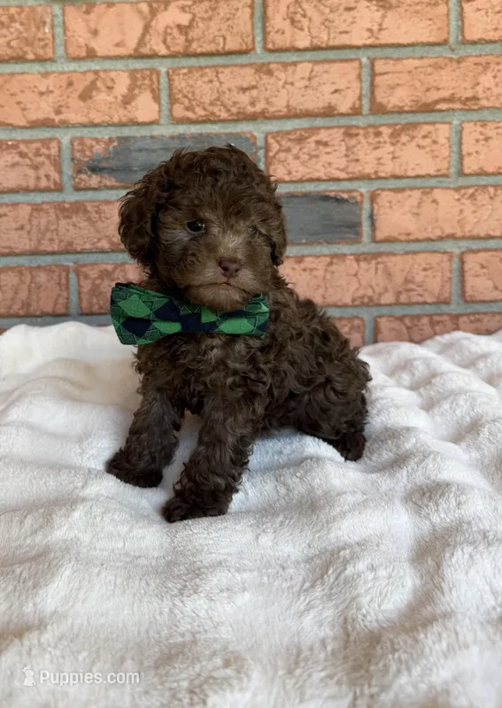 Cafe Au Lait Winston – Poodle - Toy  puppy for sale in Lakeland, FL