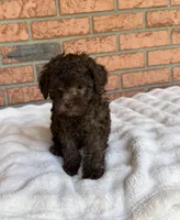 Cafe Au Lait Winston, a male Poodle - Toy  for sale in Lakeland, FL – Photo 9 of 9