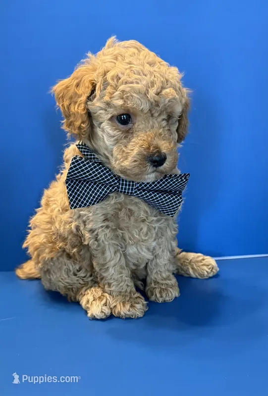 Biscuit – Poodle - Toy  puppy for sale in Lakeland, FL