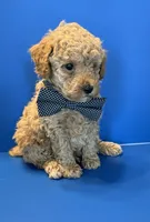 Biscuit, a male Poodle - Toy  for sale in Lakeland, FL – 1 of 5