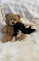 Chip, a male Cockalier for sale in Lakeland, FL – Photo 2 of 4