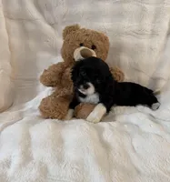 Chip, a male Cockalier for sale in Lakeland, FL – Photo 3 of 4