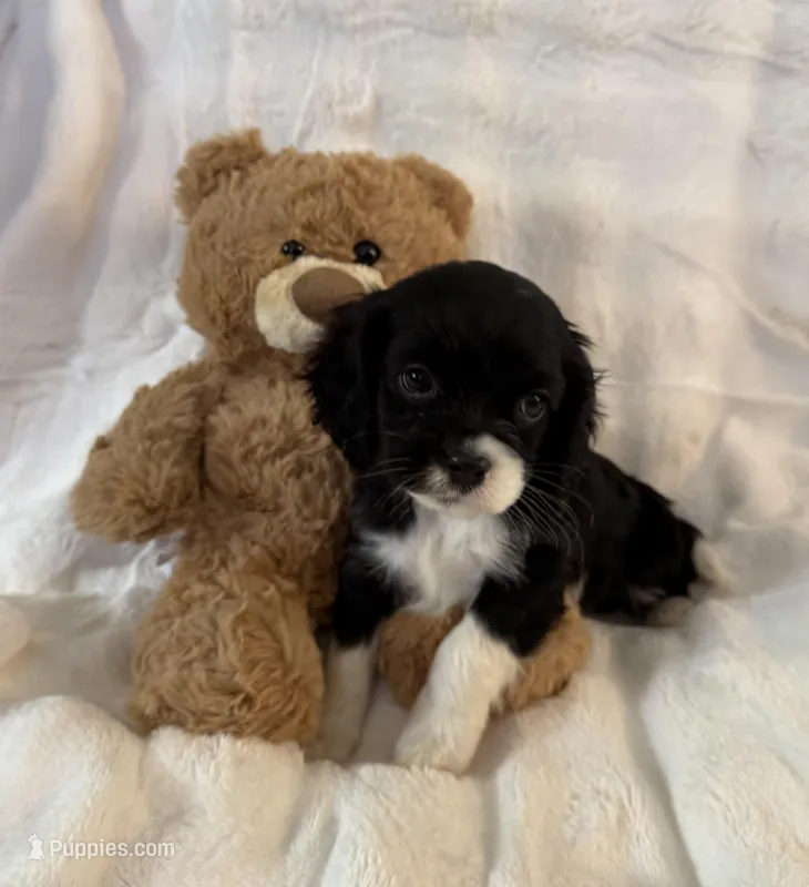 Chip – Cockalier puppy for sale in Lakeland, FL