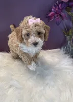 Oakley, a female Poodle - Toy  for sale in Lakeland, FL – 3 of 6