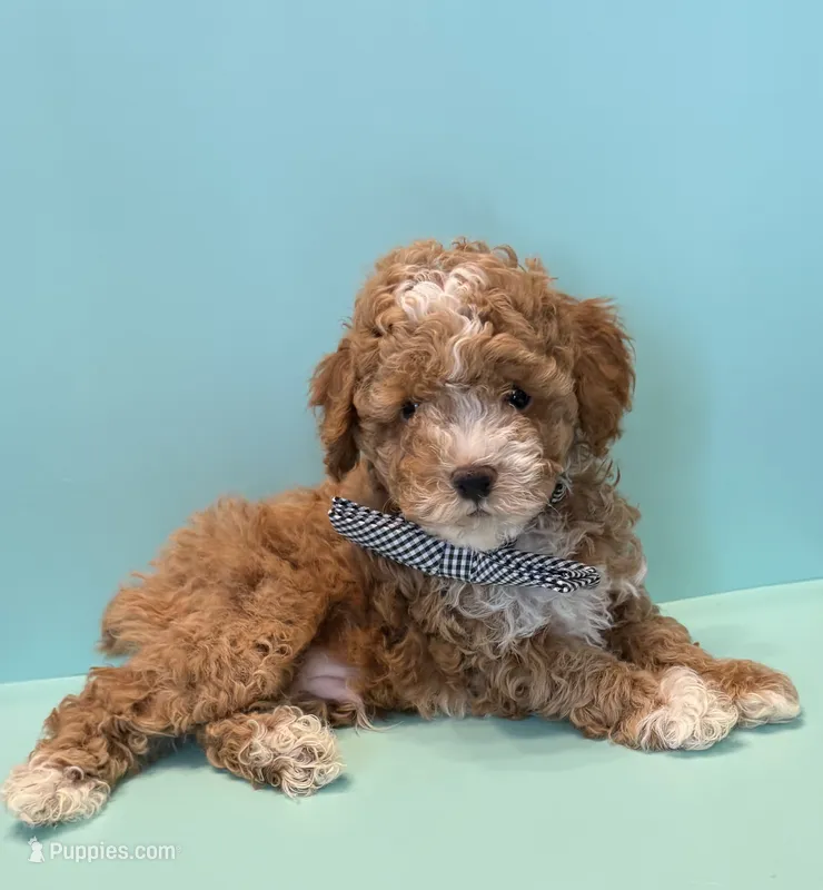 Rocky – Poodle - Toy  puppy on hold in Lakeland, FL