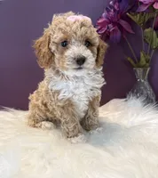 Oakley, a female Poodle - Toy  for sale in Lakeland, FL – 6 of 6