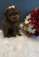 Ruth teacup AKC, a female Poodle - Toy  for sale in Lakeland, FL – 2 of 3