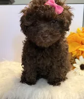 Autumn, a female Poodle - Toy  for sale in Lakeland, FL – 4 of 7