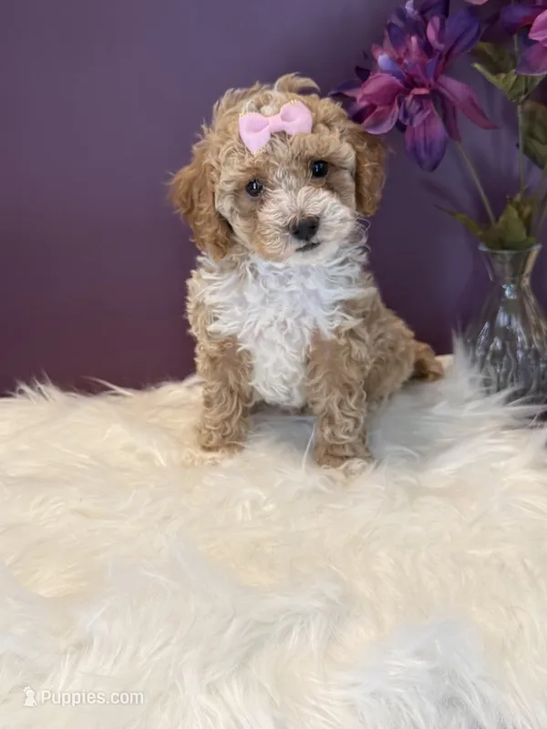 Oakley – Poodle - Toy  puppy for sale in Lakeland, FL