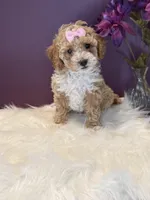 Oakley, a female Poodle - Toy  for sale in Lakeland, FL – 1 of 6