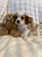 Diego, a male Cockalier for sale in Lakeland, FL – Photo 2 of 2