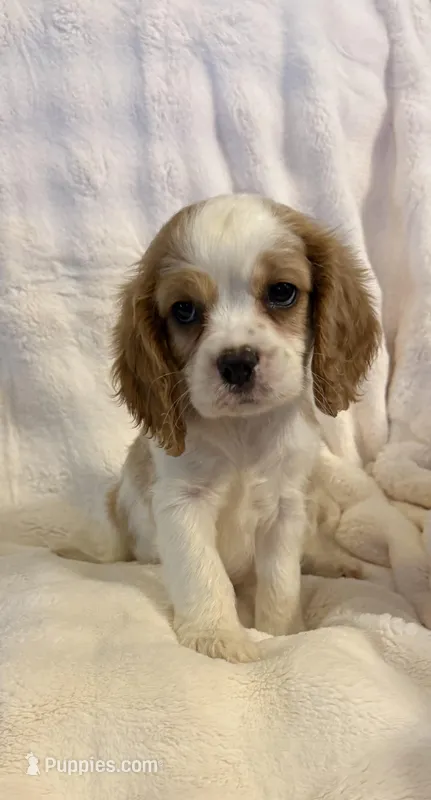 Diego – Cockalier puppy for sale in Lakeland, FL