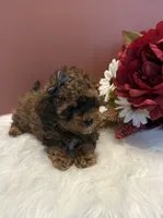 Molly teacup AKC, a female Poodle - Toy  for sale in Lakeland, FL – 3 of 3